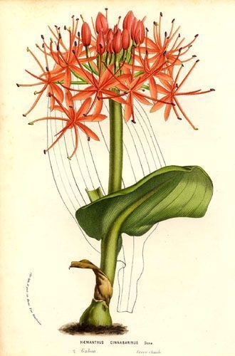 Hæmanthus cinnabarinus - Гемантус киноварный